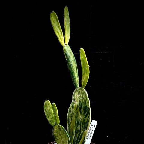 Opuntia cochenillifera Variegated Prickly Pear | Spineless Cactus - Paradise Found Nursery