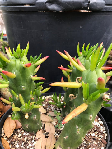 Opuntia Eve's Needle Austrocylindropuntia Great Beginner Cactus - Paradise Found Nursery