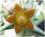 Orbea (formerly Caralluma) schweinfurthii 3" - Paradise Found Nursery