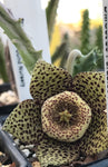 Orbea variegata 3" - Paradise Found Nursery