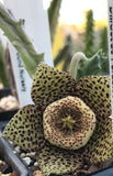 Orbea variegata 3" - Paradise Found Nursery