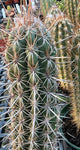 Oreocereus celcianus, Old Lady Cactus, Large Grower