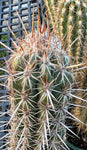 Oreocereus celcianus, Old Lady Cactus, Large Grower
