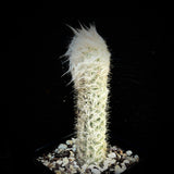 Oreocereus trollii Old Man Cactus 4”
