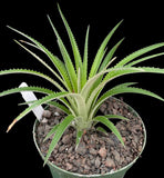 Orthophytum burle marxii 1 gallon yellow flower, Syn Sincorea - Paradise Found Nursery