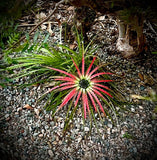 Orthophytum burle marxii 1 gallon yellow flower, Syn Sincorea - Paradise Found Nursery