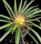 Pachypodium mikea 1 gallon