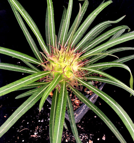 Pachypodium mikea 1 gallon
