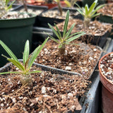 Pachypodium cactipes 3" - Paradise Found Nursery