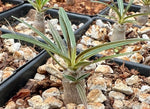 Pachypodium cactipes 3" - Paradise Found Nursery