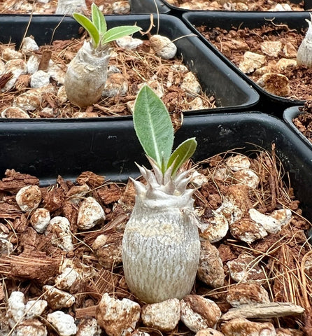 Pachypodium densiflorum seedlings Caudex Forming Madagascar Palm - Paradise Found Nursery