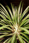 Pachypodium geayi  Madagascar Palm Rare Caudex Tree