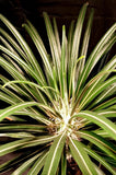 Pachypodium geayi  Madagascar Palm Rare Caudex Tree