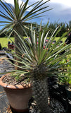 Pachypodium geayi 5" Madagascar Palm Rare Caudex Tree