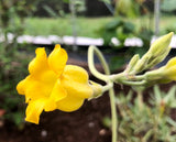 Pachypodium horombense flower