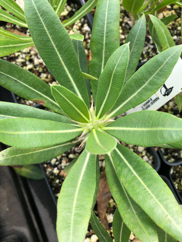 Pachypodium horombense 4” pot Seed grown caudex type