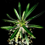 Pachypodium lamerei   Seed Grown Madagascar Palm