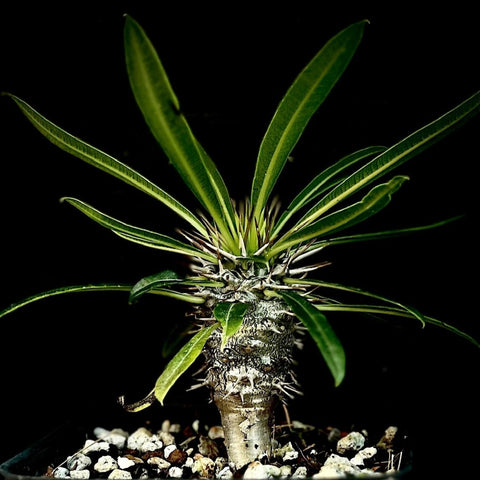 Pachypodium lamerei 4" pots Seed Grown Madagascar Palm