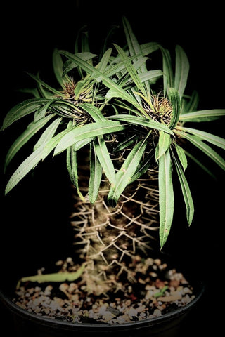 EP - Pachypodium lamerei Bonsai Specimen 1 gallon Multiple Heads! Exact Plant