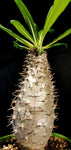 Pachypodium lamerei var ramosum Rare Microendemic Madagascar Palm - Paradise Found Nursery