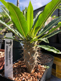 Pachypodium lamerei var ramosum Rare Microendemic Madagascar Palm