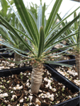 Pachypodium rosulatum gracilis | 3” Pots Seed Grown | Madagascar Palm Caudex