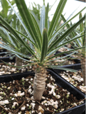 Pachypodium rosulatum gracilis | 3” Pots Seed Grown | Madagascar Palm Caudex