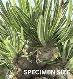 Pachypodium rosulatum gracilis | 3” Pots Seed Grown | Madagascar Palm Caudex