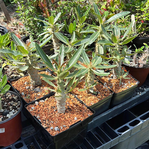 Pachypodium rosulatum ssp rosulatum 1 gallon - Paradise Found Nursery