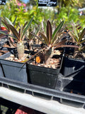 Pachypodium rosulatum ssp rosulatum 2” pots Seed Grown - Paradise Found Nursery