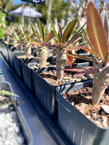 Pachypodium rosulatum ssp rosulatum 2” pots Seed Grown - Paradise Found Nursery