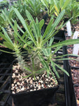 Pachypodium rosulatum ssp rosulatum 4" branched seedlings