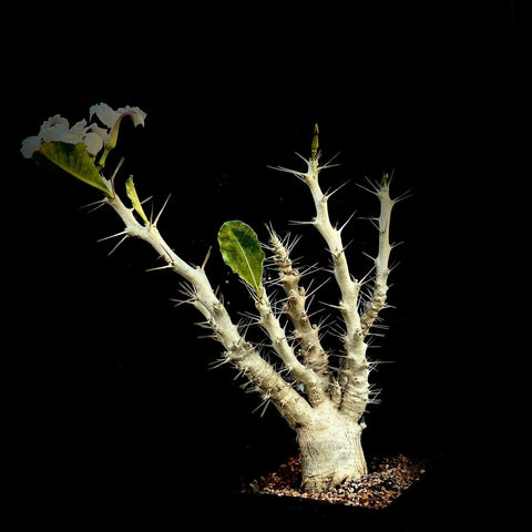 Pachypodium saundersii Specimen Size Large Caudex Madagascar Palm Species