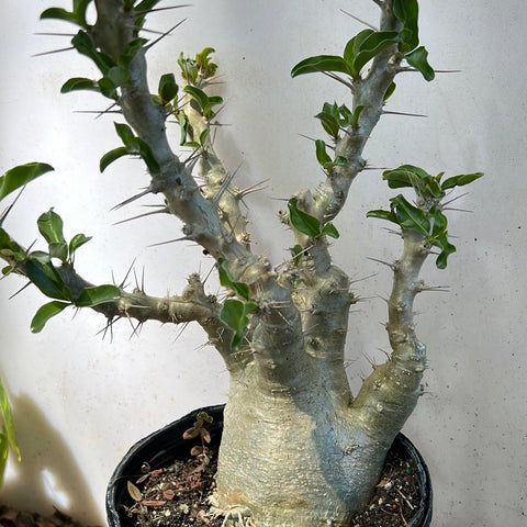 Pachypodium saundersii Large