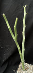Pedilanthus macrocarpus Blue Form Devils Walking Stick