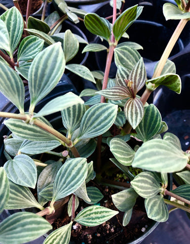 Peperomia puteolata Beetle Peperomia 3”