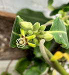 Petopentia natalensis Vining Milkweed Caudex Plant - Propellor Vine. Flower