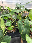 Philodendron burle marxii 6"