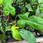 Philodendron Florida Green 4” pot