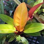 Philodendron Prince of Orange Aroid House Plant - Paradise Found Nursery