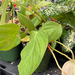 Philodendron sp Fuzzy Petiole 4” Unnamed Species