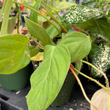Philodendron sp Fuzzy Petiole 4” Unnamed Species