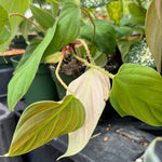 Philodendron sp Fuzzy Petiole 4” Unnamed Species