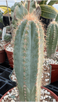 Pilosocereus azureus 4" pots Blue Torch Cactus