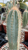 Pilosocereus azureus 4" pots Blue Torch Cactus