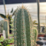 Pilosocereus azureus   Blue Torch Cactus