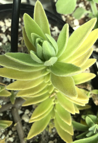 Plectranthus tenuiflorus Coleus Spur Flower Ground Cover