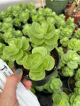 Portulaca molokiniensis Hawaiian Ihi 4"