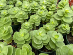 Portulaca molokiniensis Hawaiian Ihi 4"