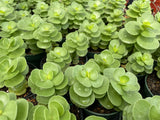 Portulaca molokiniensis Hawaiian Ihi 4"
